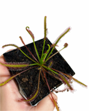 Drosera Capensis