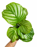 Calathea Orbifolia