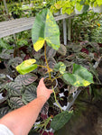 Philodendron 'Burle Marx Variegata'