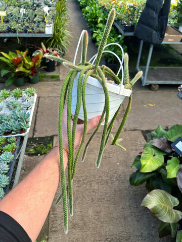 Aporocactus flagelliformis 'Rat Tail Cactus'