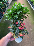 Ardisia Crenata 'Coral Berry'