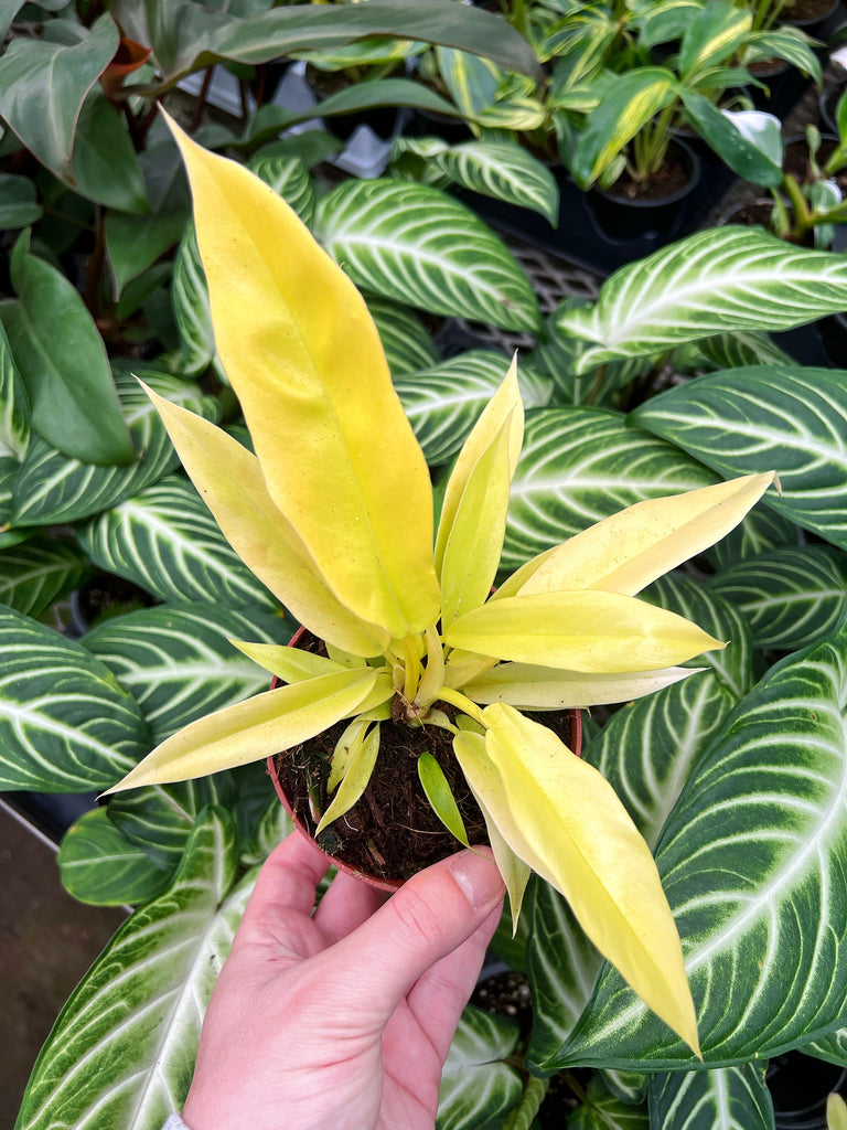 philodendron feuille jaune Philodendron 'Golden Crocodile'