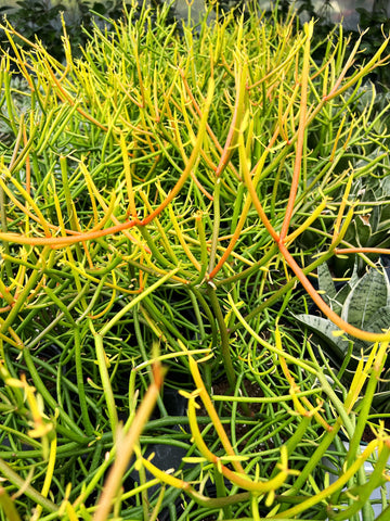 Euphorbia Tirucalli 'Firesticks' | Pencil Plant