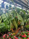 Nepenthes 'Miranda'