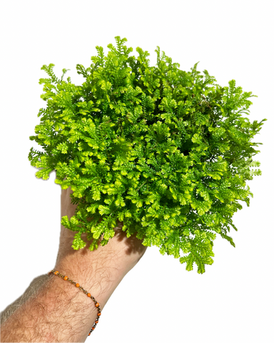 Selaginella Martensii 'Green'