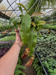 Népenthès 'Gaya' | Pitcher Carnivorous Plant