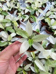 Philodendron 'Florida Ghost'