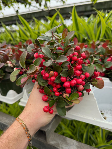 Gaultheria Procumbens 'Checkerberry'