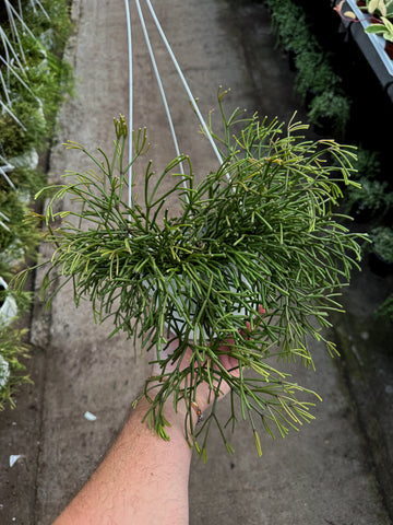 Rhipsalis Ewaldiana