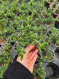 Delosperma Echinatum | Pickle Plant