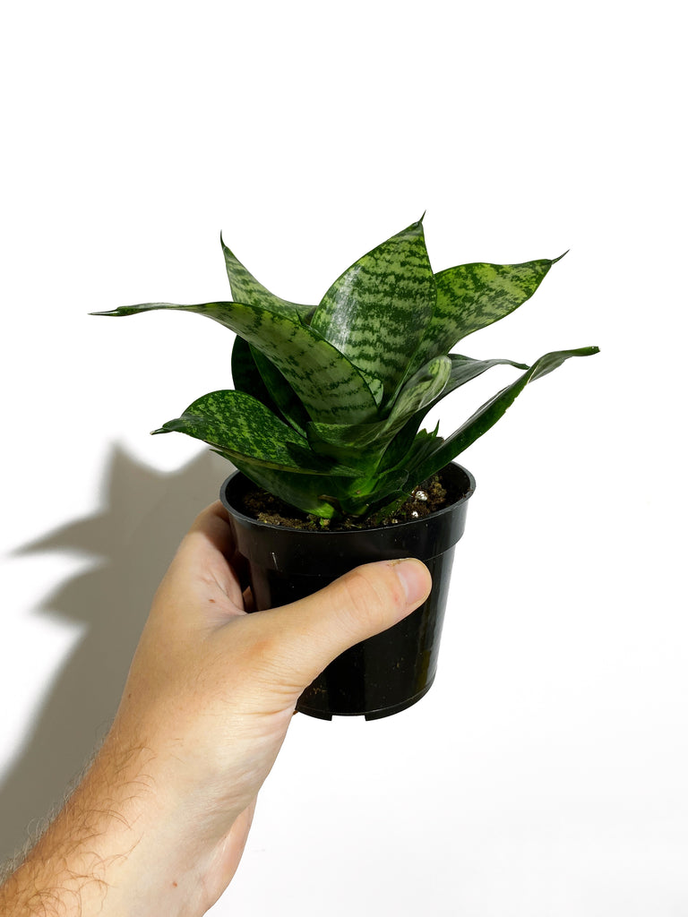 smallest sansevieria Sansevieria Dwarf Zeylanica