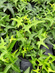 Hedera Helix 'Asterisk'