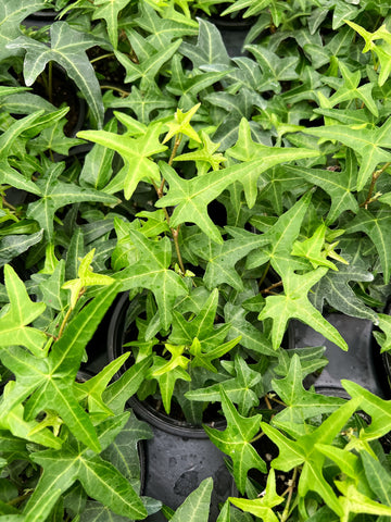 Hedera Helix 'Asterisk'