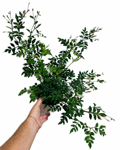 Jasminum Officinale | Jasmin blanc