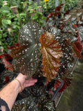 Begonia 'Cracklin Rosie' | Begonia