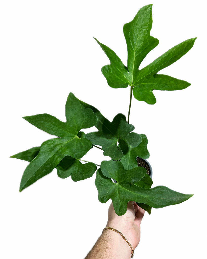 anthurium podophyllum Anthurium Podophyllum – Végétal Design Qc