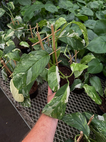 Monstera Lechleriana 'Variegated'