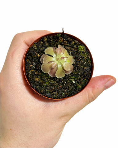 Pinguicula Moranensis 'f.rosei'