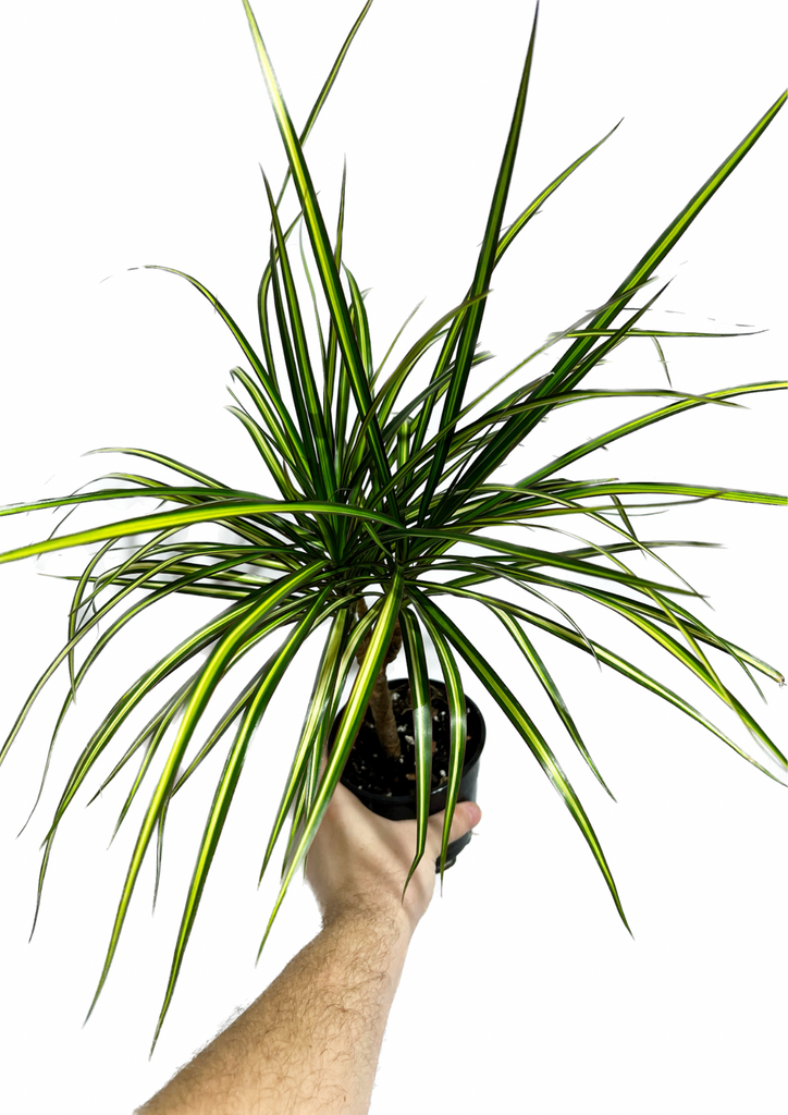 dracaena kiwi ray of sunshine Dracaena Marginata 'Ray of Sunshine'