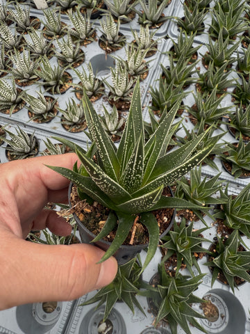 Haworthia Herbacea