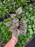 Peperomia 'Piccolo Banda'