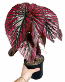 Begonia Rex 'Brevirimosa' | Bégonia