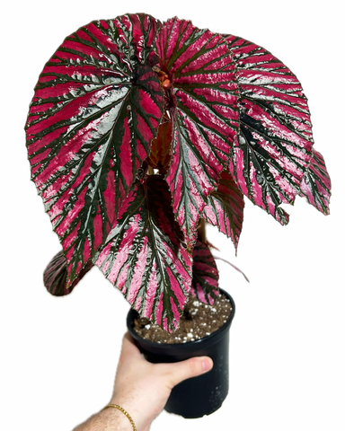 Begonia Rex 'Brevirimosa' | Begonia