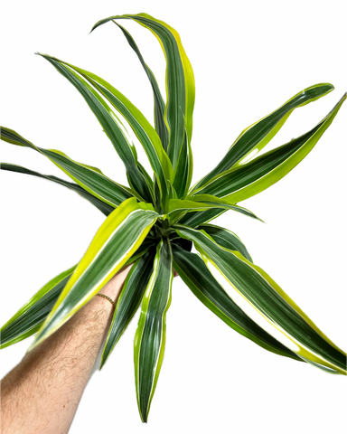 dracaena goldstar warneckii Dracaena Warneckii 'Goldstar' – Végétal Design Qc