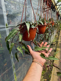 Cissus Amazonica