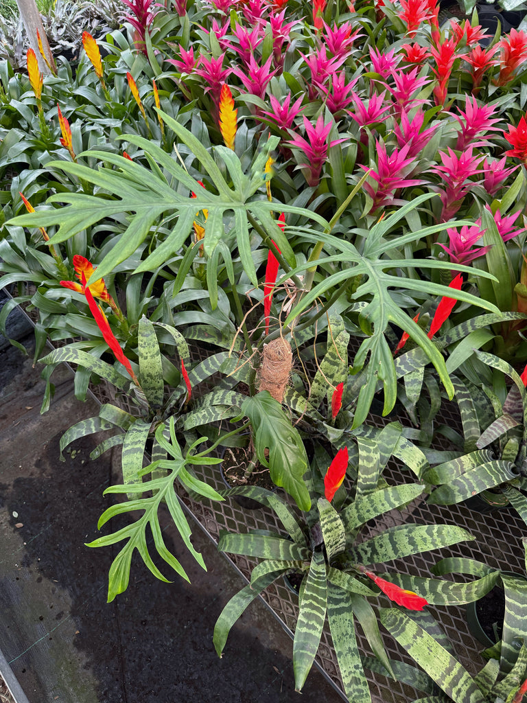 philodendron skeleton key for sale Philodendron Elegans