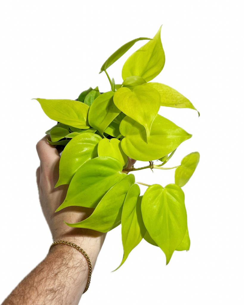 philodendron cordatum lime gold Philodendron Cordatum 'Lemon Lime' – Végétal Design Qc