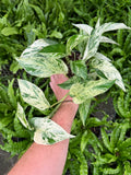 Epipremnum aureum 'Snow Queen' | Pothos 'Snow Queen'