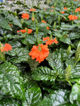 Crossandra Infundibuliformis 'Firecracker Flower'