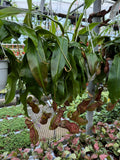 Nepenthes 'Gaya' | Pitcher Carnivorous Plant