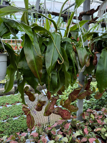 Népenthès 'Gaya' | Pitcher Carnivorous Plant