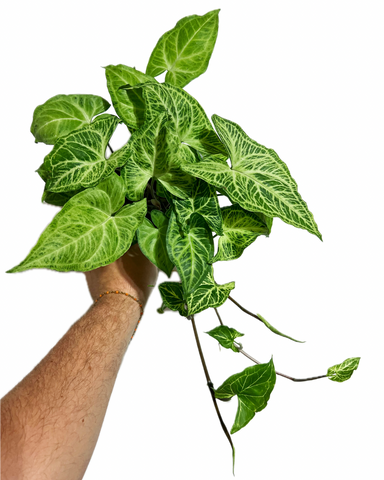 Syngonium Podophyllum 'Batik'