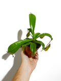 Népenthès 'Alata' | Pitcher Carnivorous Plant
