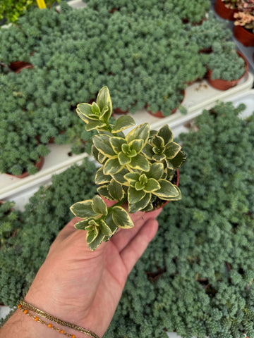 Hypocyrta Variegata | Nematanthus Gregarius 'Variegata'