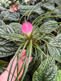 Tillandsia Cyanea 'Anita'