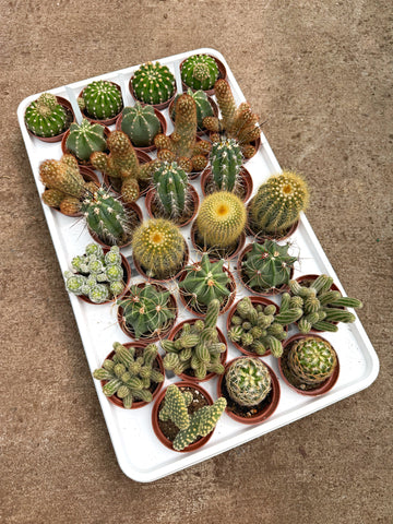 Cactus Spicy Mix