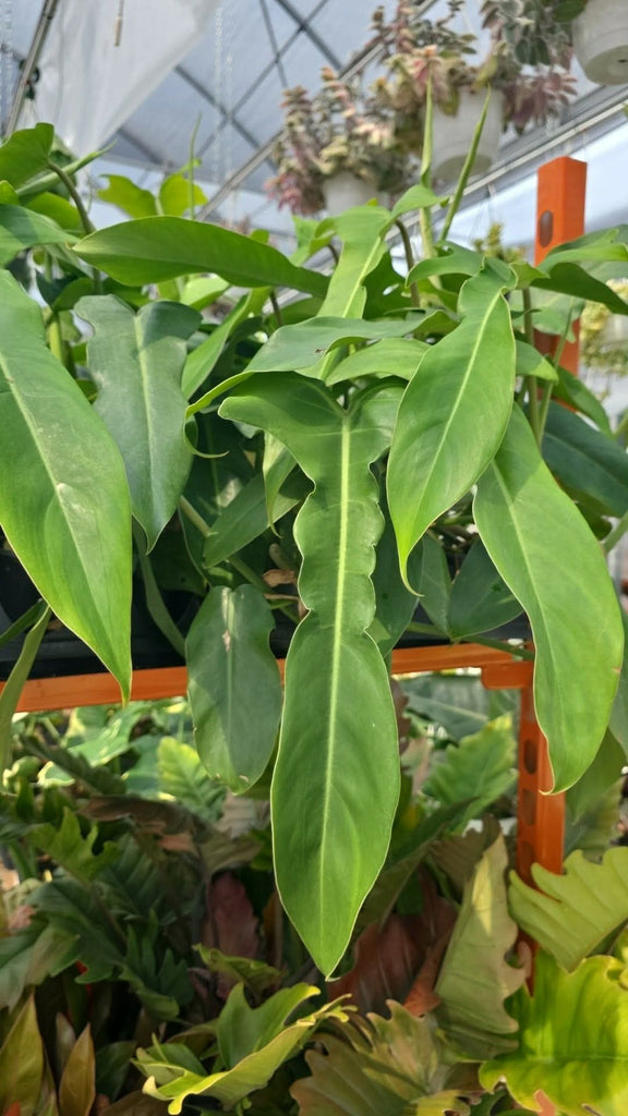philodendron jerry horne Philodendron 'Jerry Horne' – Végétal Design Qc