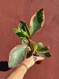 Peperomia 'Ginny'