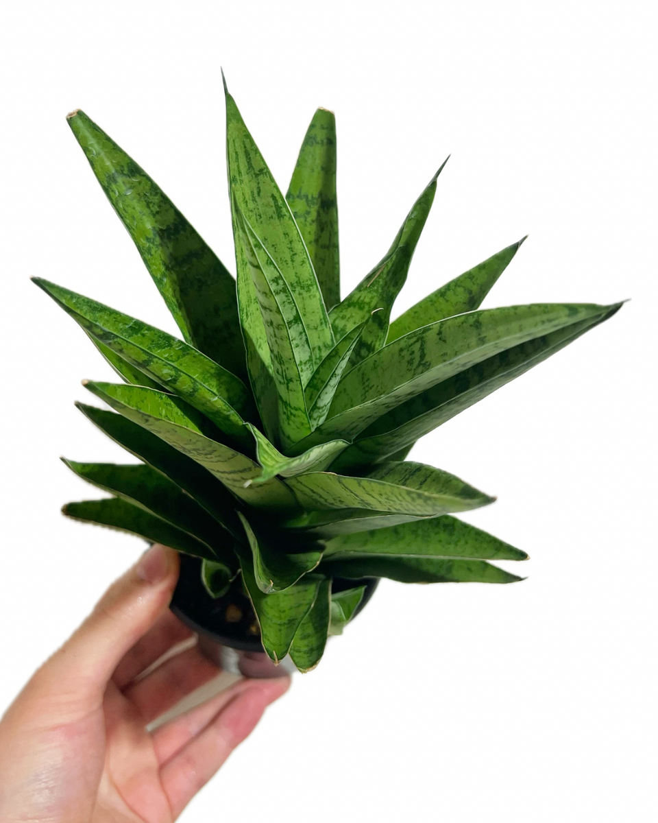 Sansevieria 'Tough Lady' | Snake Plant – Végétal Design Qc