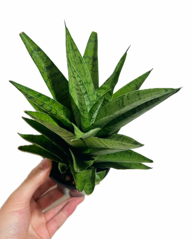 Sansevieria 'Tough Lady' | Snake Plant