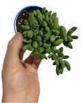Cotyledon Pendens 'Cliff Cotyledon'