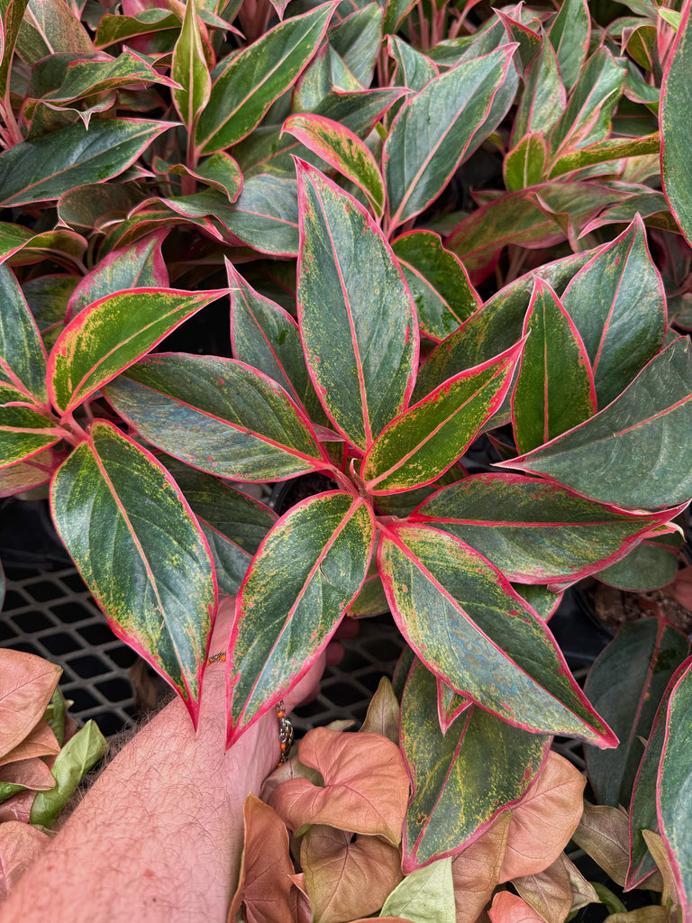 aglaonema siam red purchase Aglaonema 'Red Siam' – Végétal Design Qc