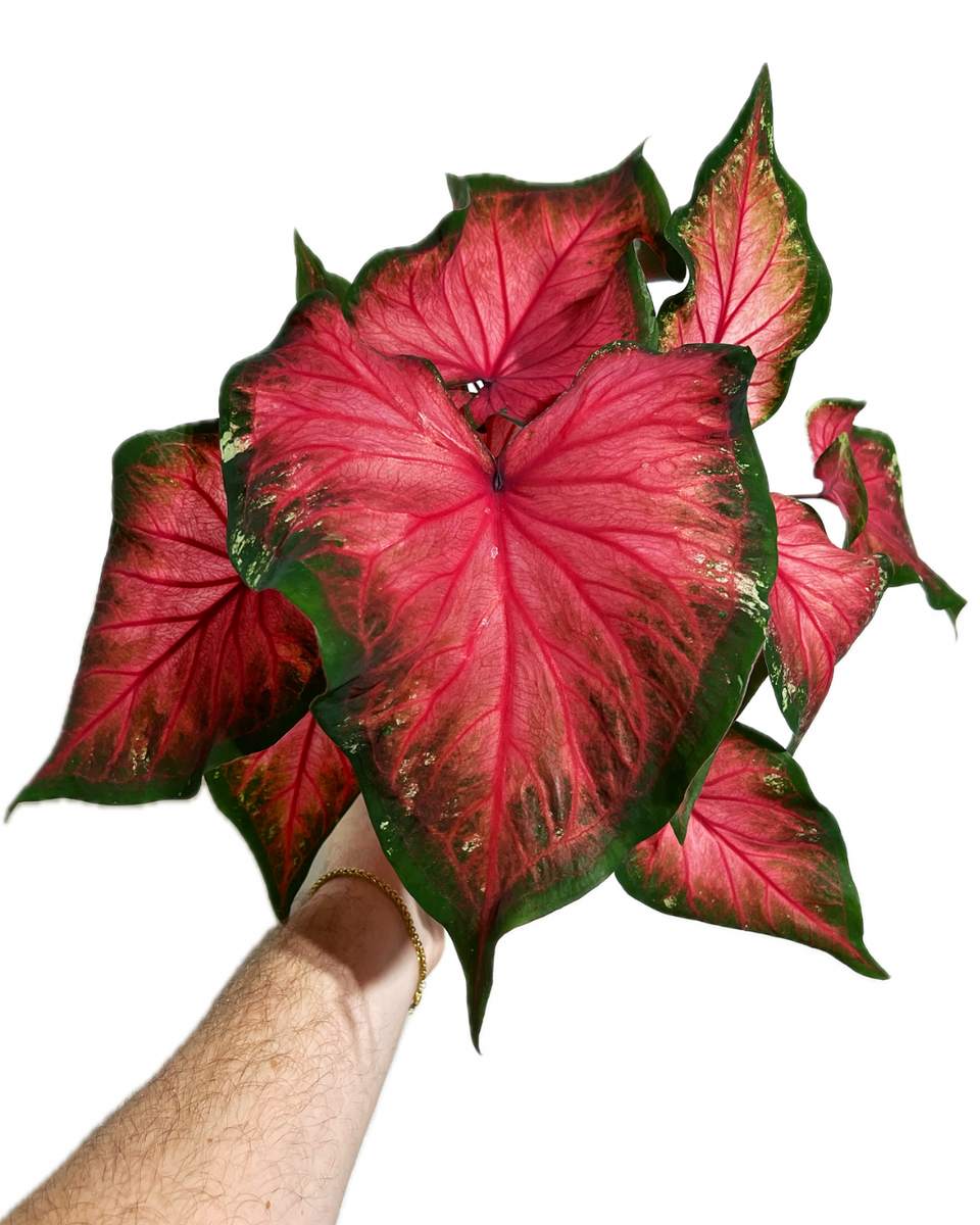 Caladium 'Florida Red Ruffles' – Végétal Design Qc
