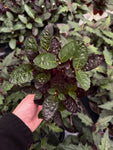Hemigraphis Exotica Colorata