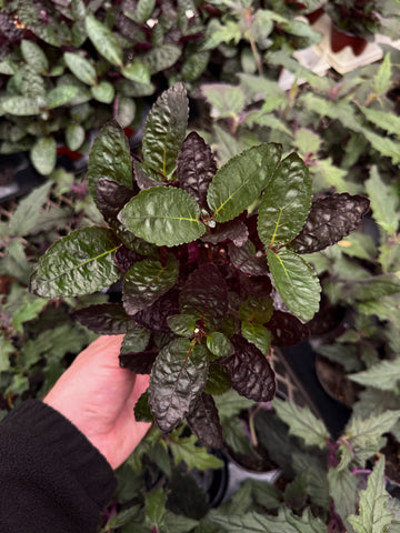 Hemigraphis Exotica Colorata