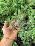 Tillandsia Fuchsii var. Gracilis